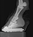 Akute Hufrehe mit beginnender Rotation - Röntgenbild links