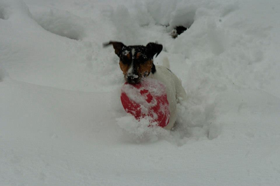 Schneegastritis beim Hund