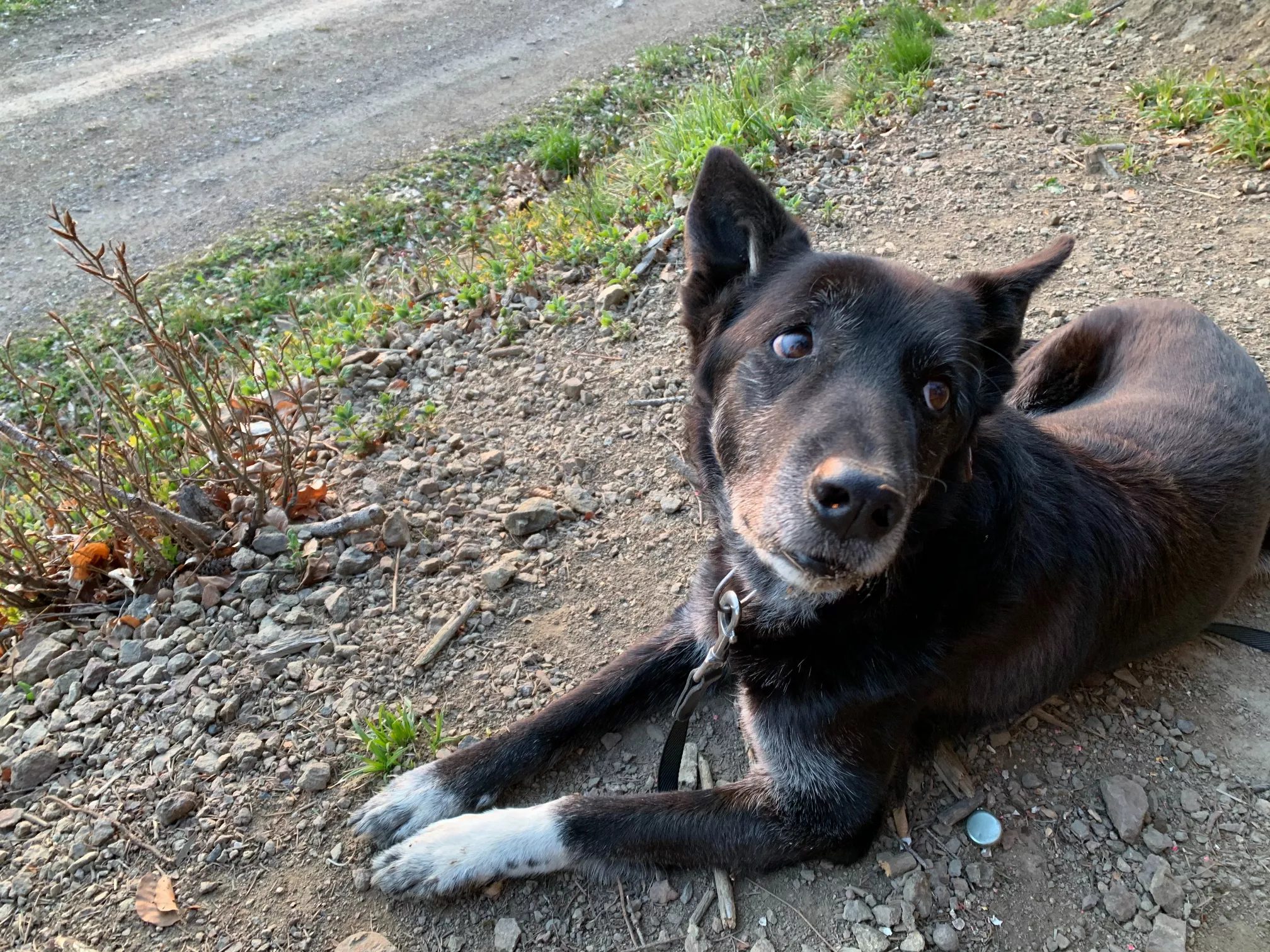 Geriatrie-Vorsorge für den alternden Hund und die alternde Katze