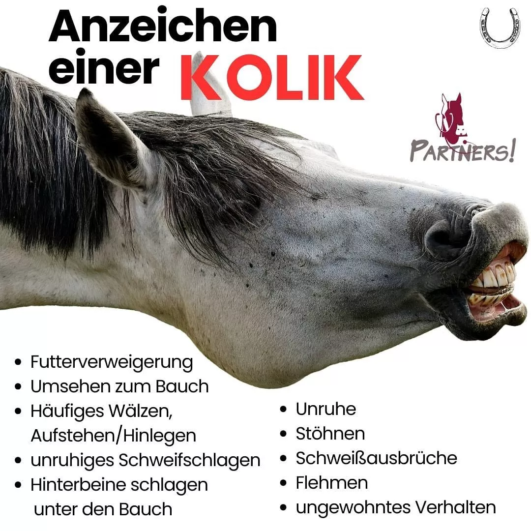 Anzeichen einer Kolik bei Pferden 🐴