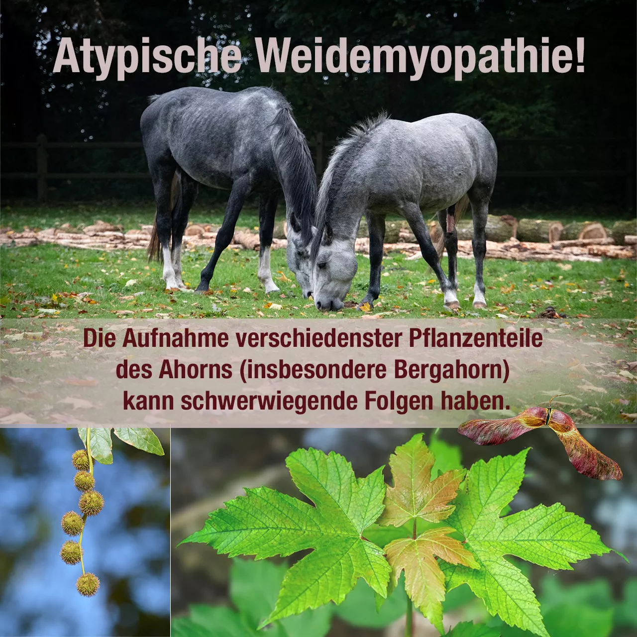 Atypische Weidemyopathie