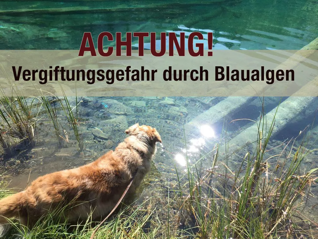 Blaualgen - Vergiftungsgefahr bei Hunden