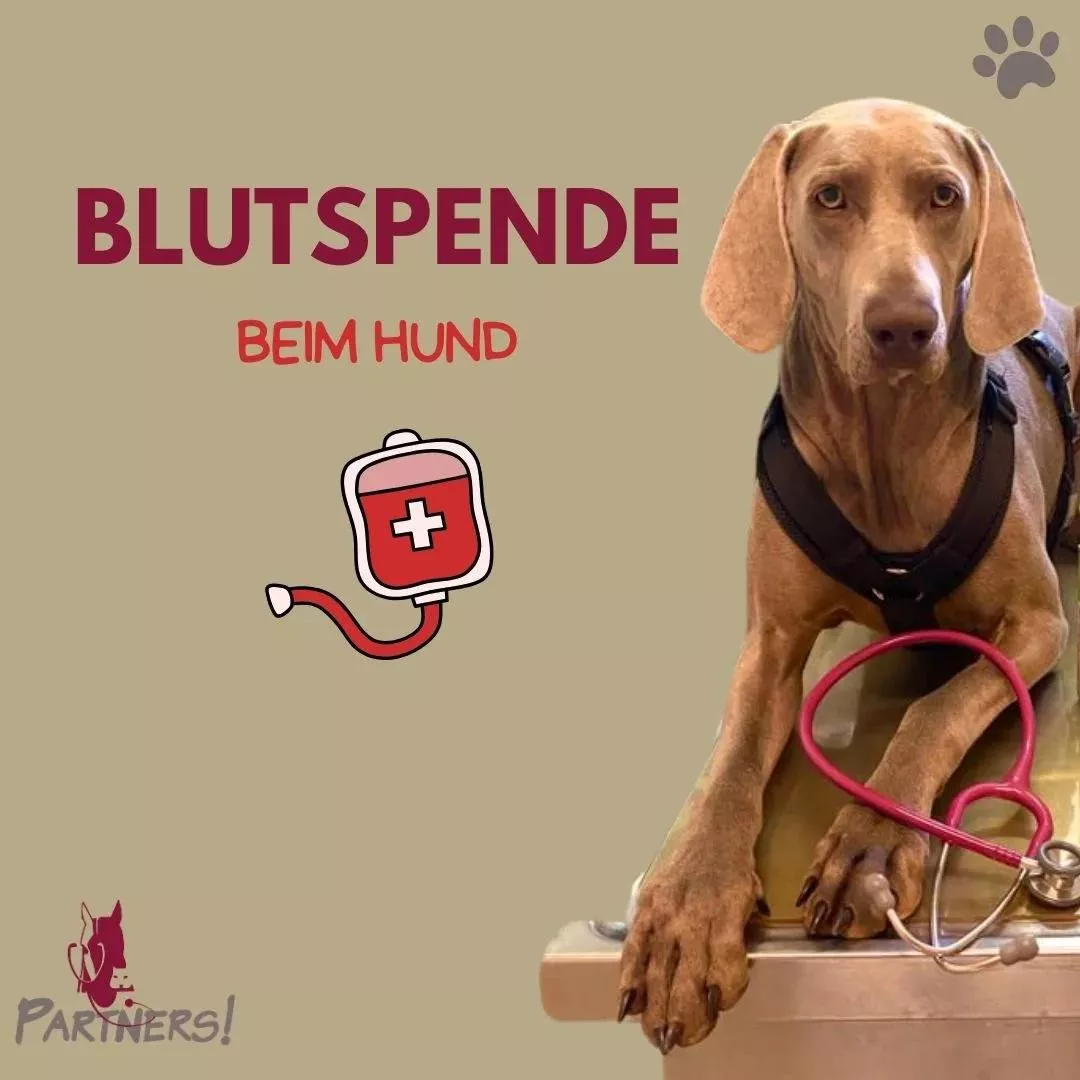 Blutspende – DEIN Hund kann Leben retten!