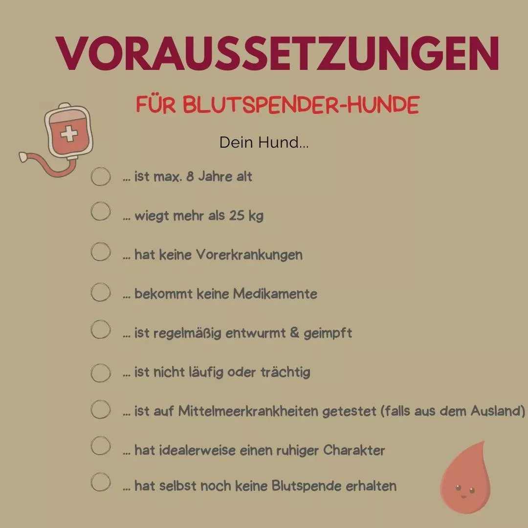 Voraussetzung Blutspende Hund