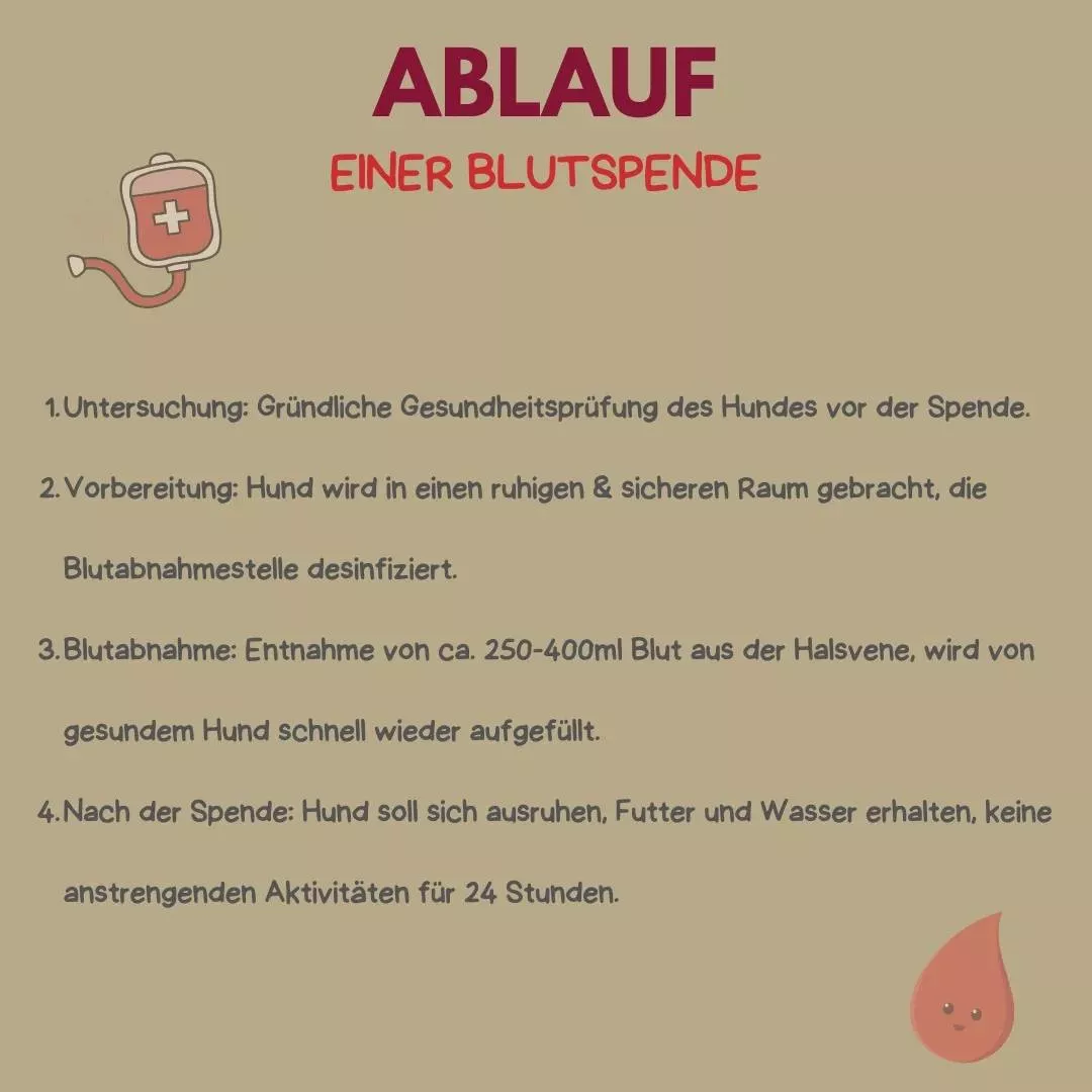 Ablauf Blutspende