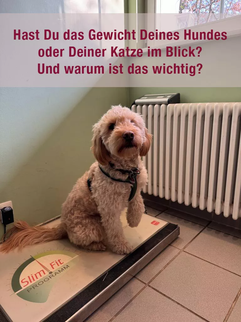 Gewicht deines Hundes oder Deiner Katze