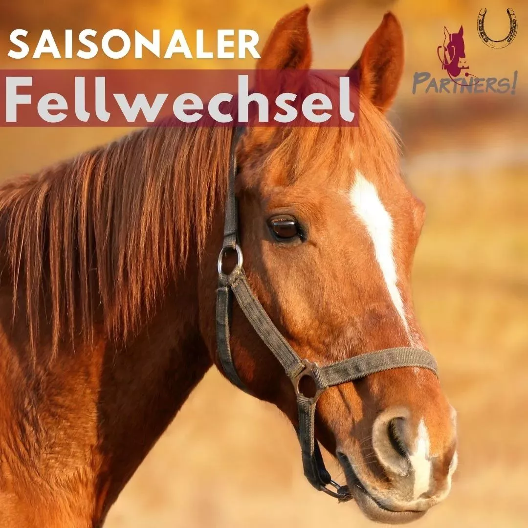 Der saisonale Fellwechsel beim Pferd