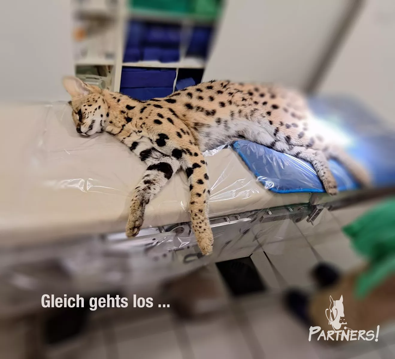 männlicher Serval für die Kastration