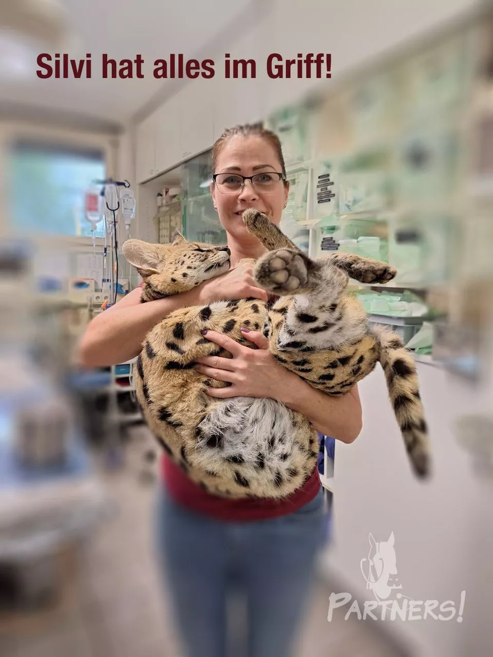 männlicher Serval für die Kastration