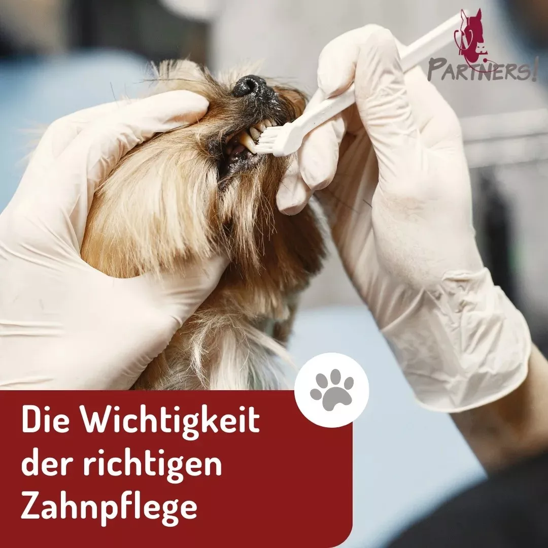 Zahnpflege beim Hund oder Katze