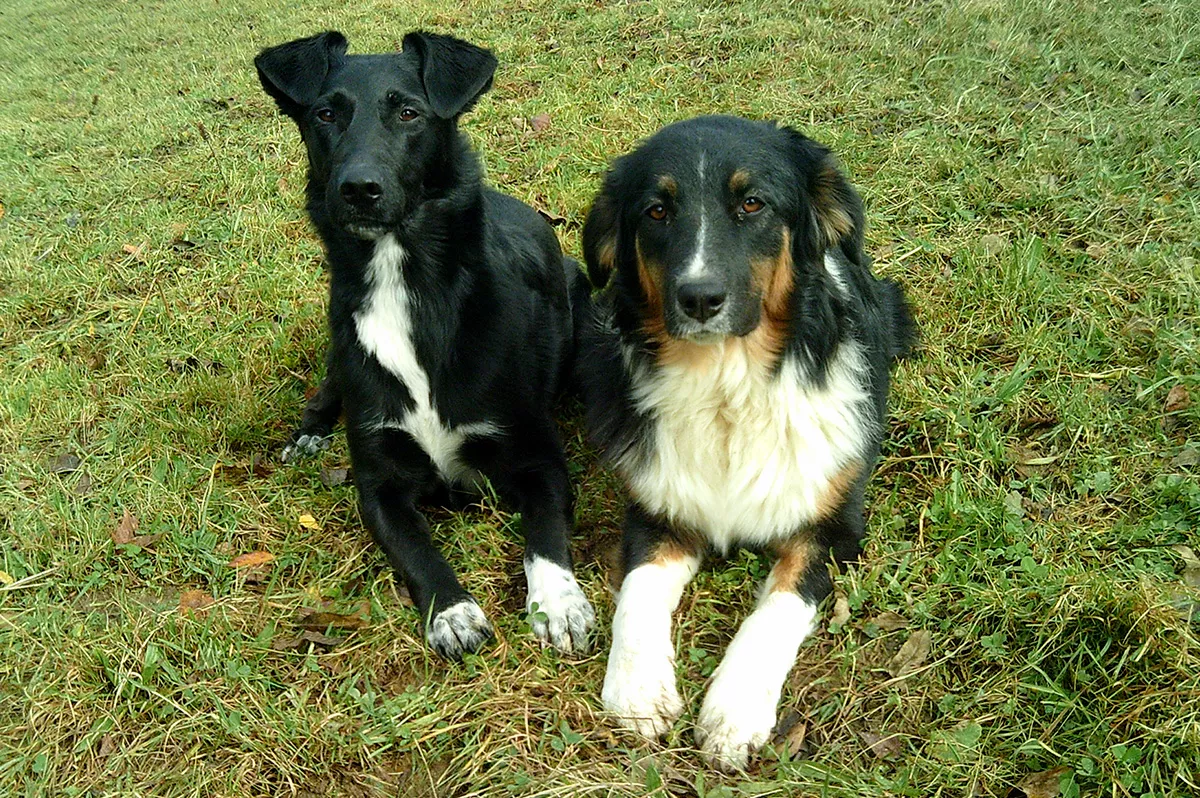 Lola & Selly von Elisabeth Bank