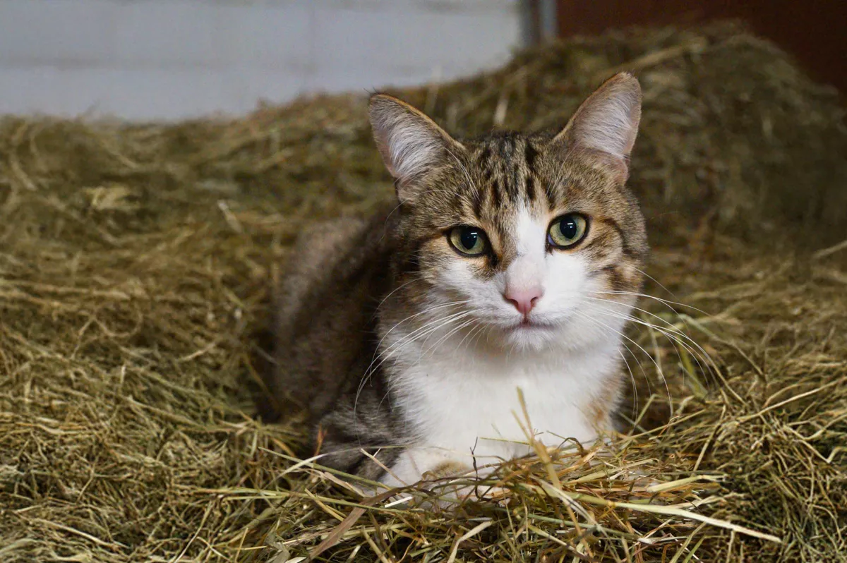 Stallkatze Merlin Stallkatze Merlin