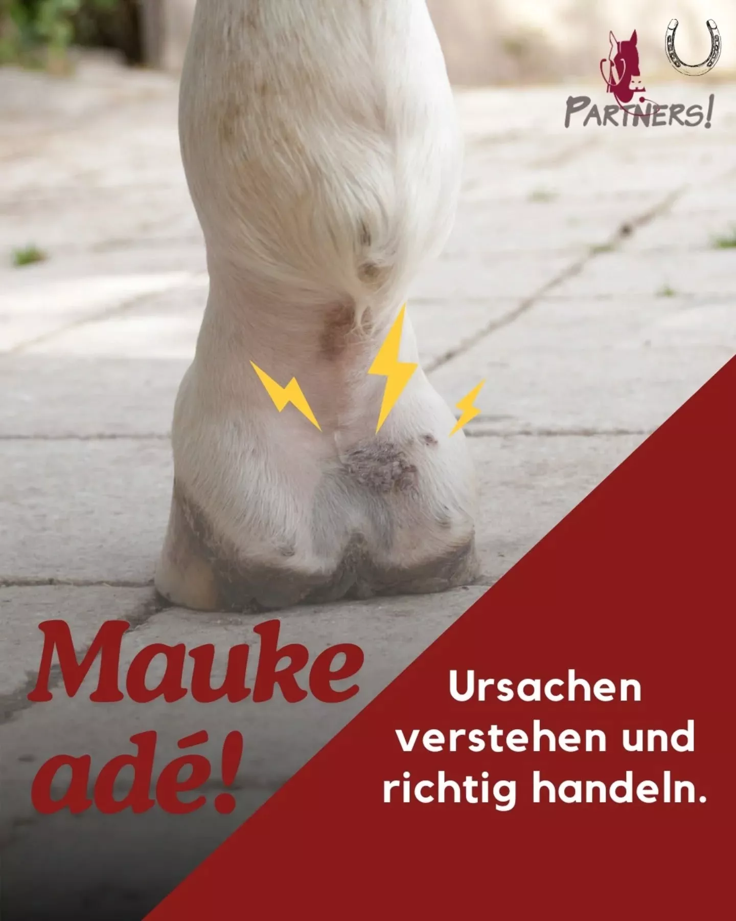 Mauke bei Pferden: Was Du wissen solltest!