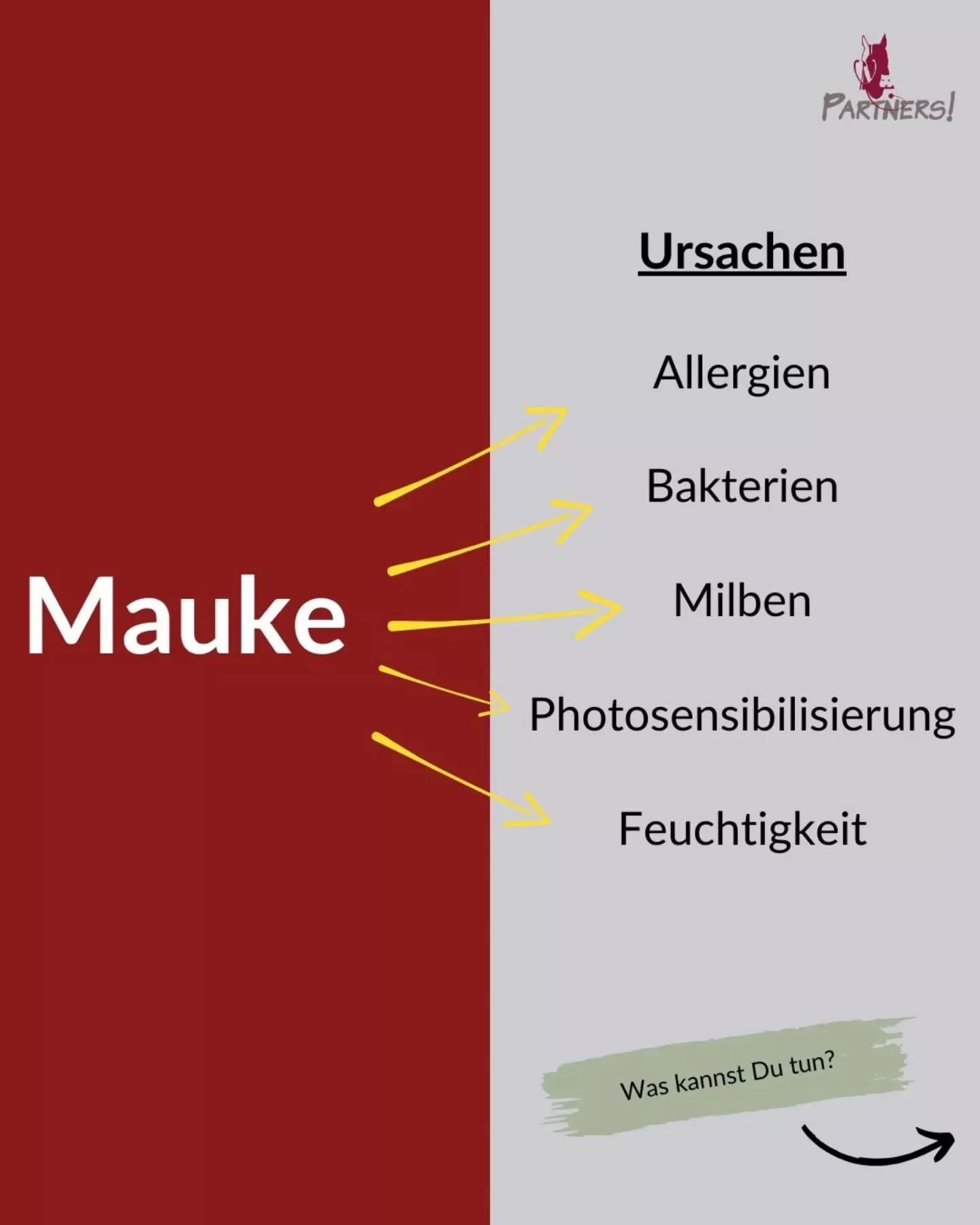 Mauke bei Pferden - Ursachen