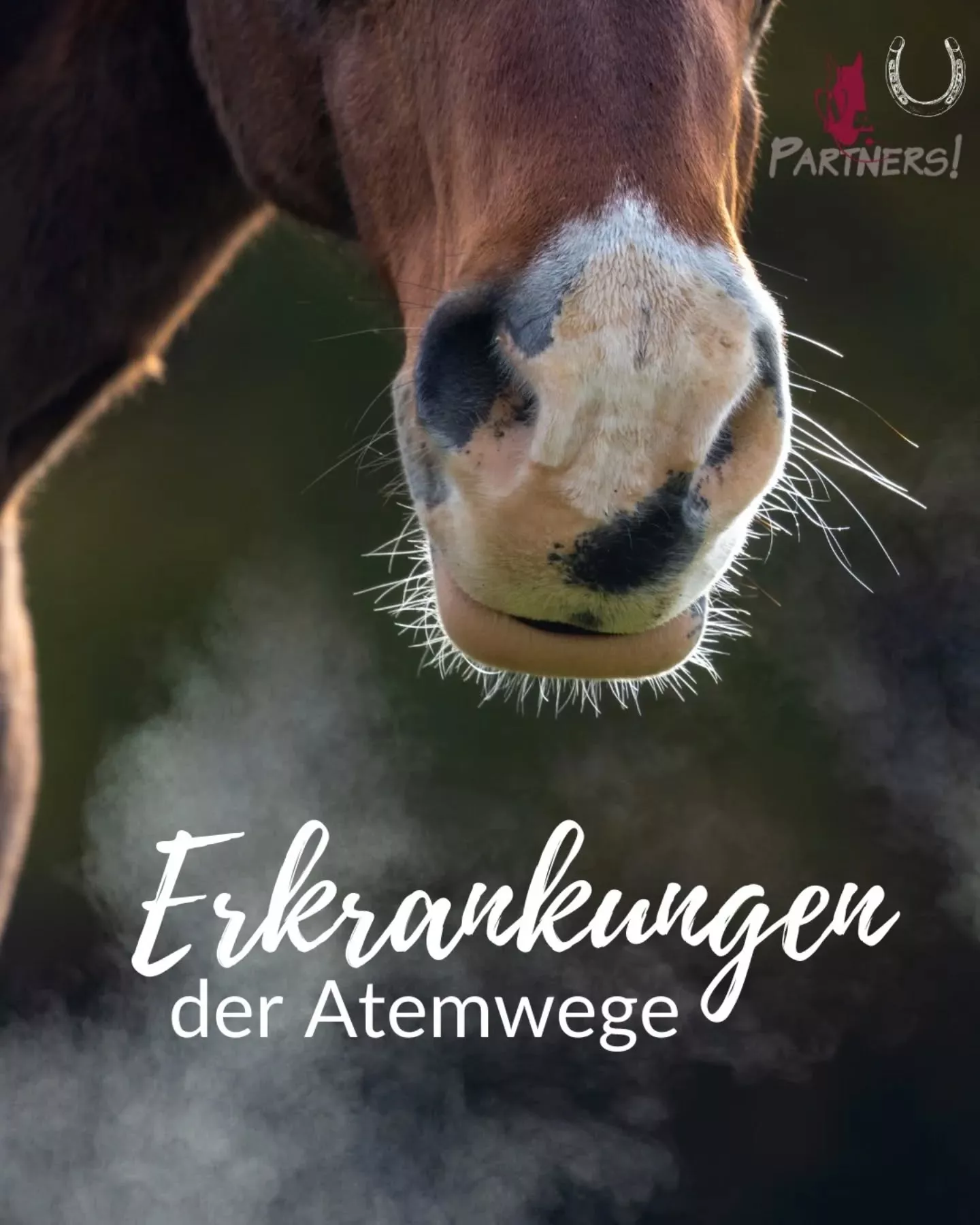 Erkrankungen der Atemwege beim Pferd