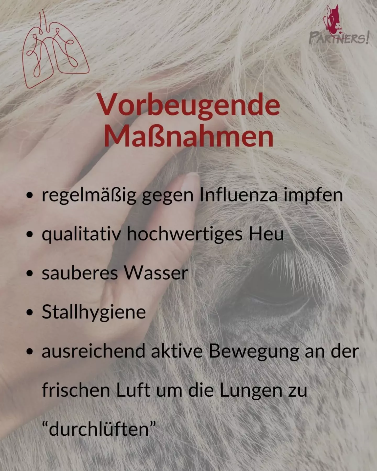 Atemwegserkrankungen Pferd - vorbeugende Maßnahmen