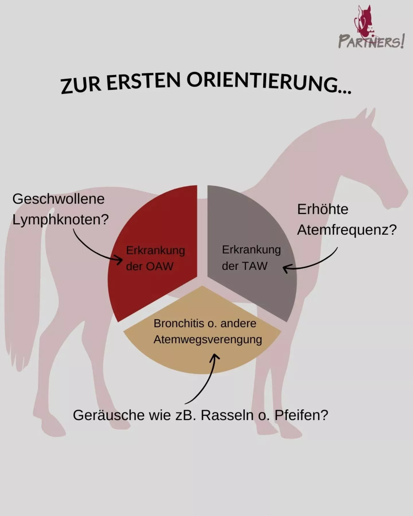 Atemwegserkrankungen Pferd - zur ersten Orientierung