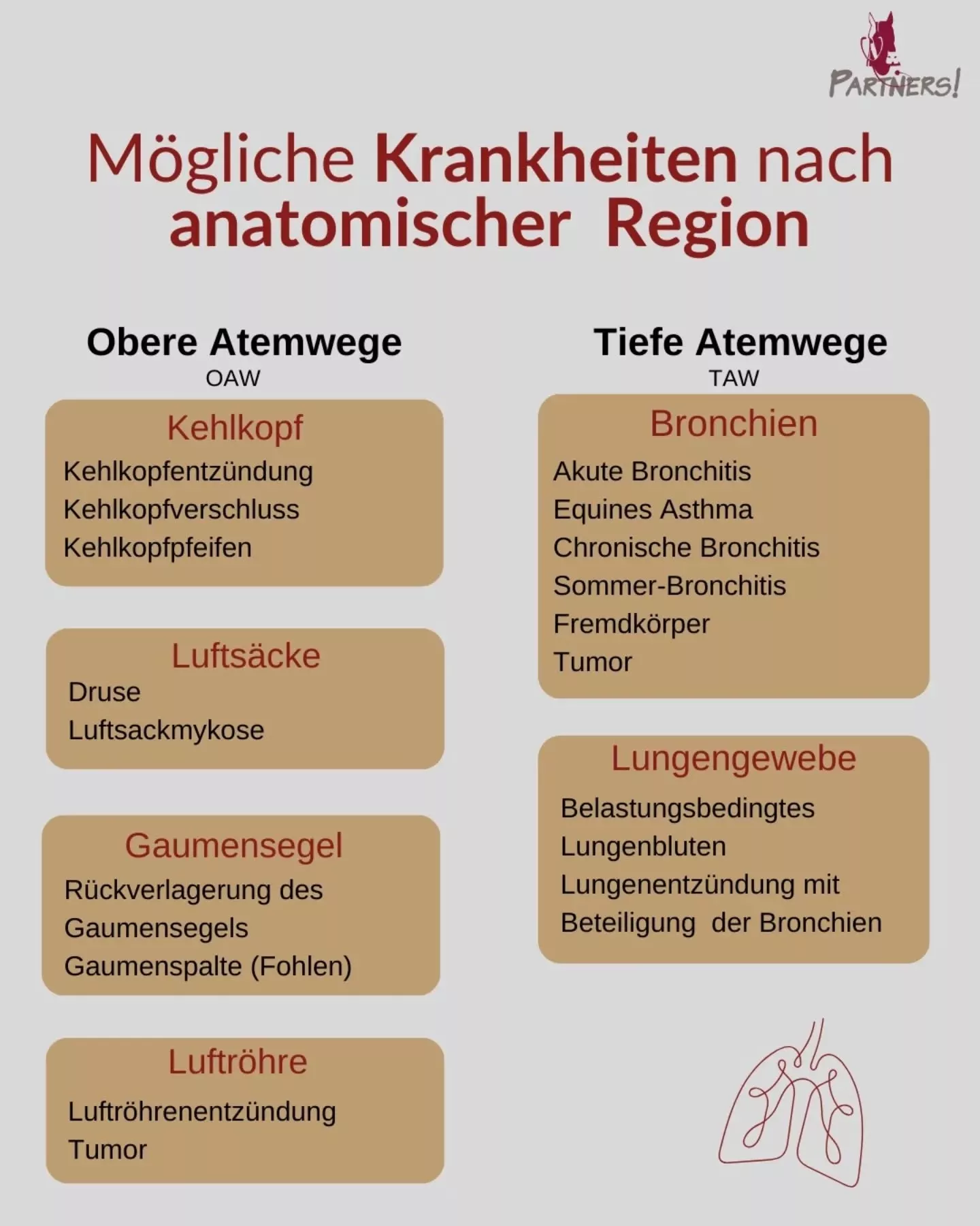 Atemwegserkrankungen Pferd - mögliche Krankheiten nach anatomischer Region