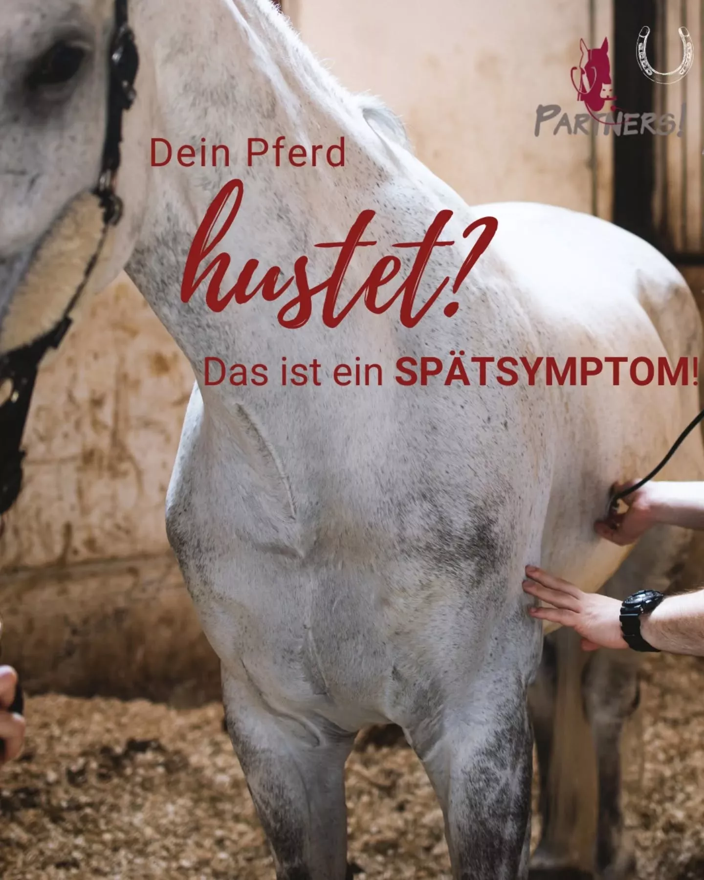 Husten beim Pferd: Wann wird es bedenklich? 🐴💨