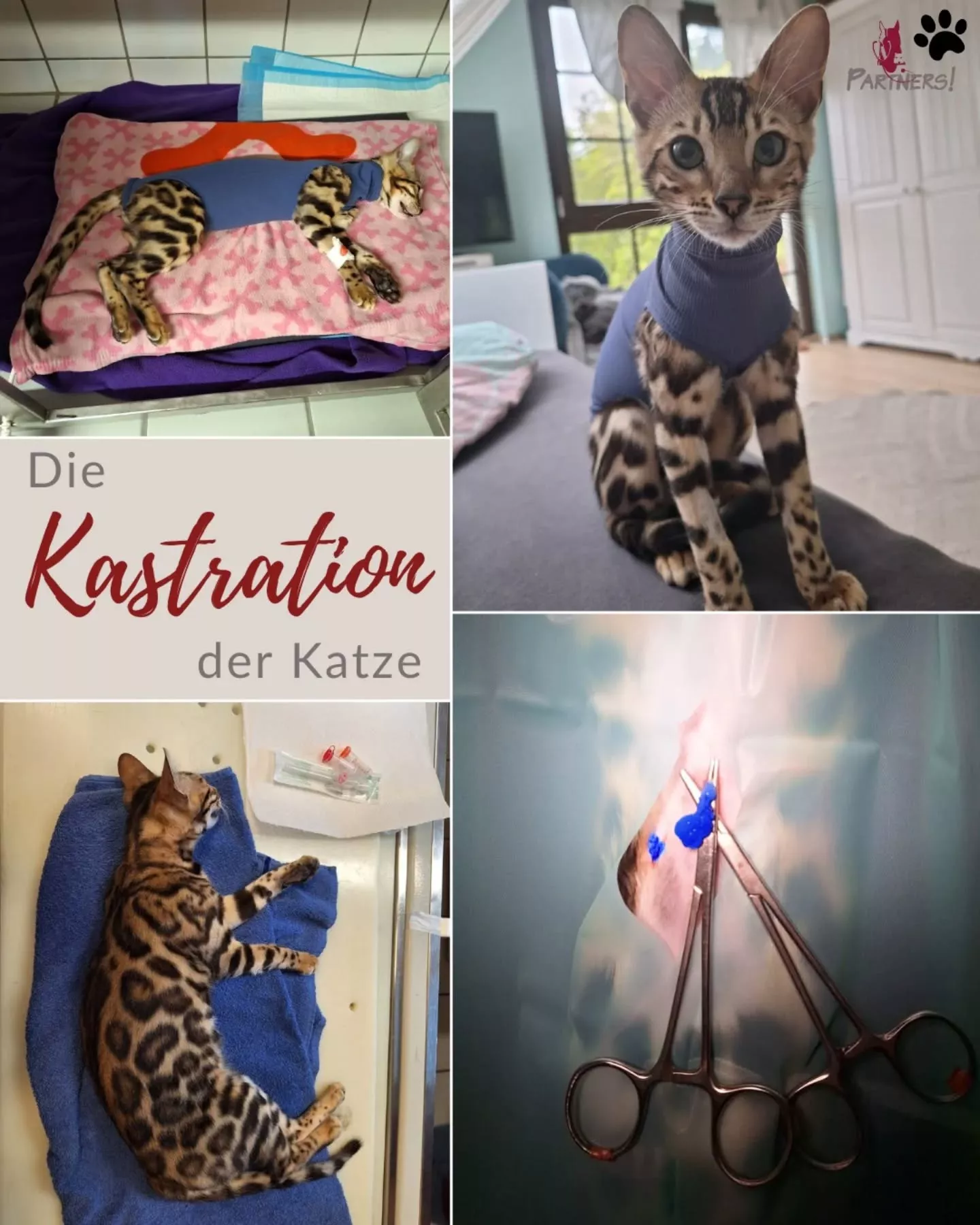 Kastration bei Katzen – Ablauf, Vorteile & der richtige Zeitpunkt