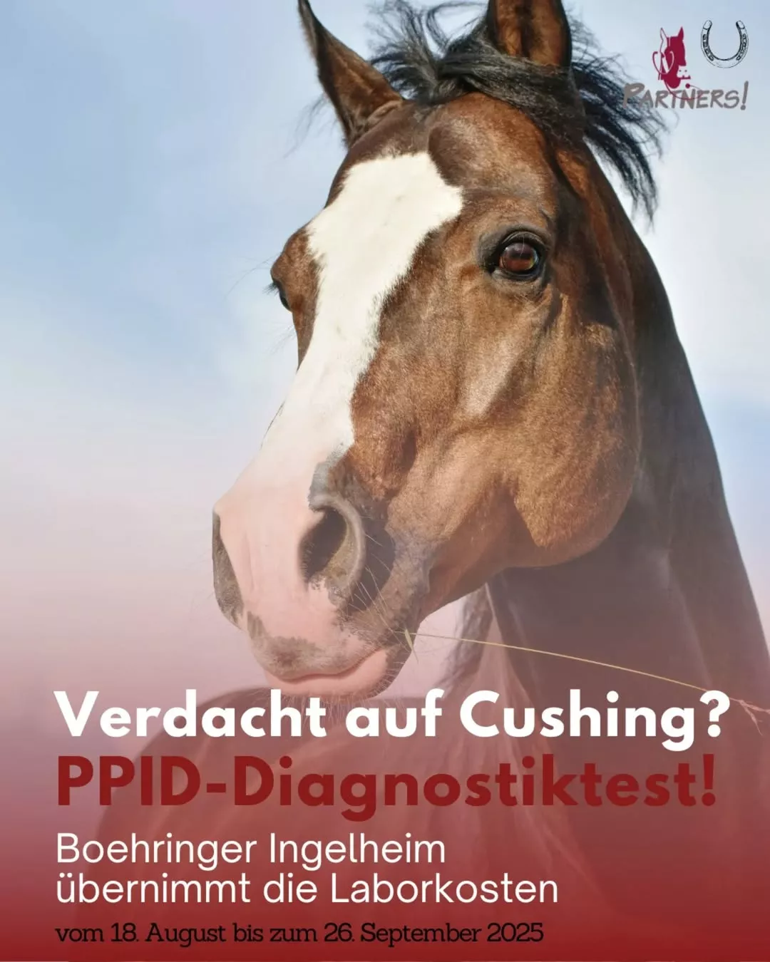 PPID-Diagnostikaktion 2025 – Kostenloser ACTH-Test für Pferde