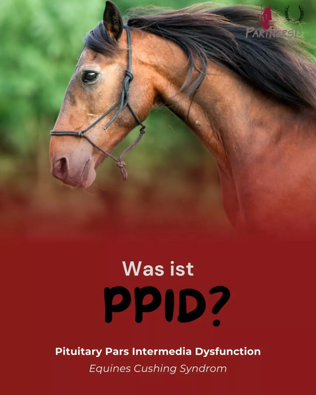PPID (Cushing) beim Pferd erkennen – Symptome & kostenlose Diagnostikaktion