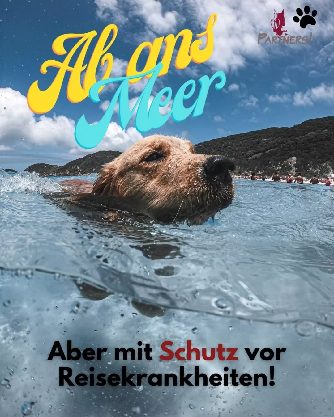 Grannen beim Hund: Gefahr im Sommer erkennen & vorbeugen | Tierklinik Grannen beim Hund: Gefahr im Sommer erkennen & vorbeugen | Tierklinik