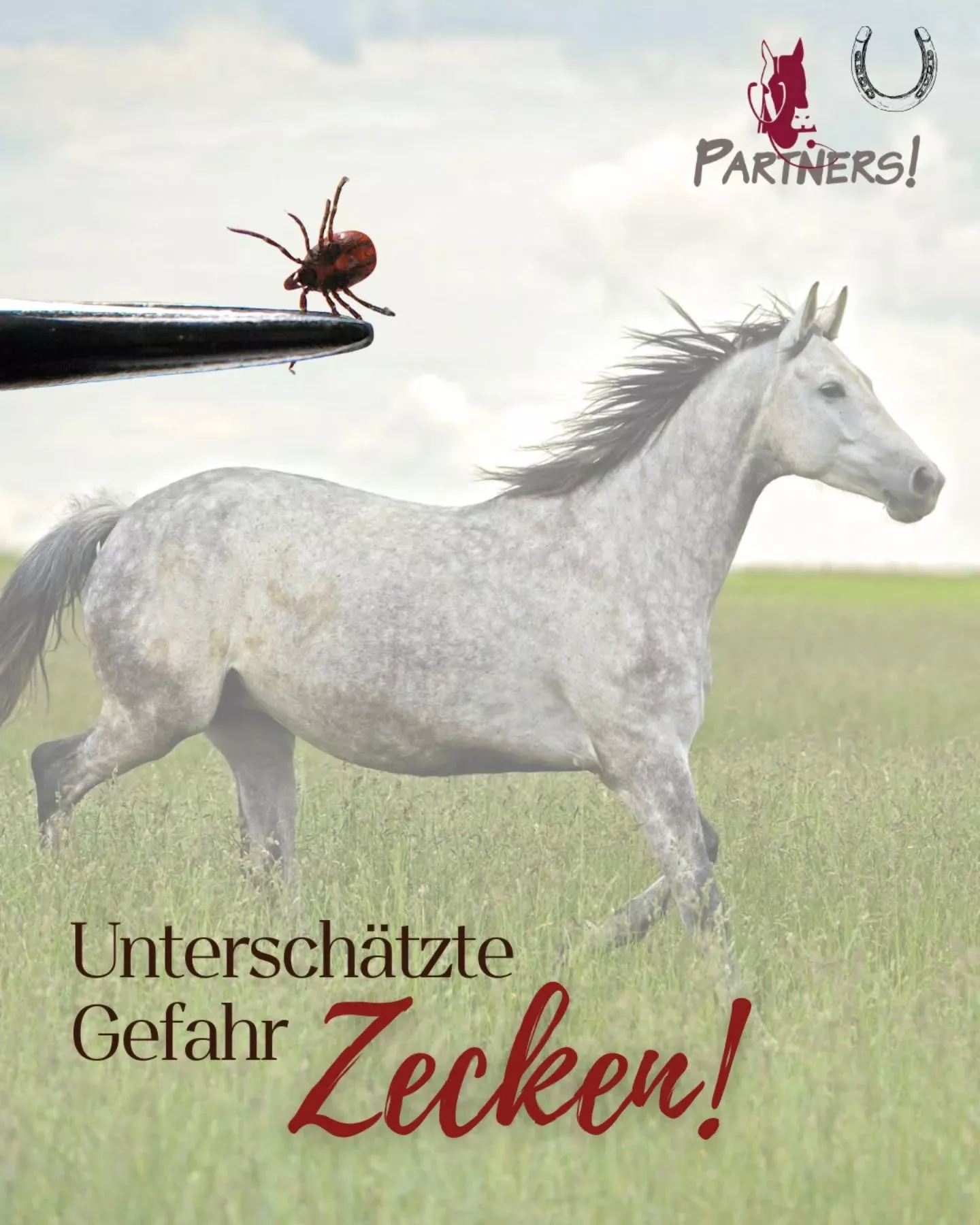 Zecken – unterschätzte Gefahr!
