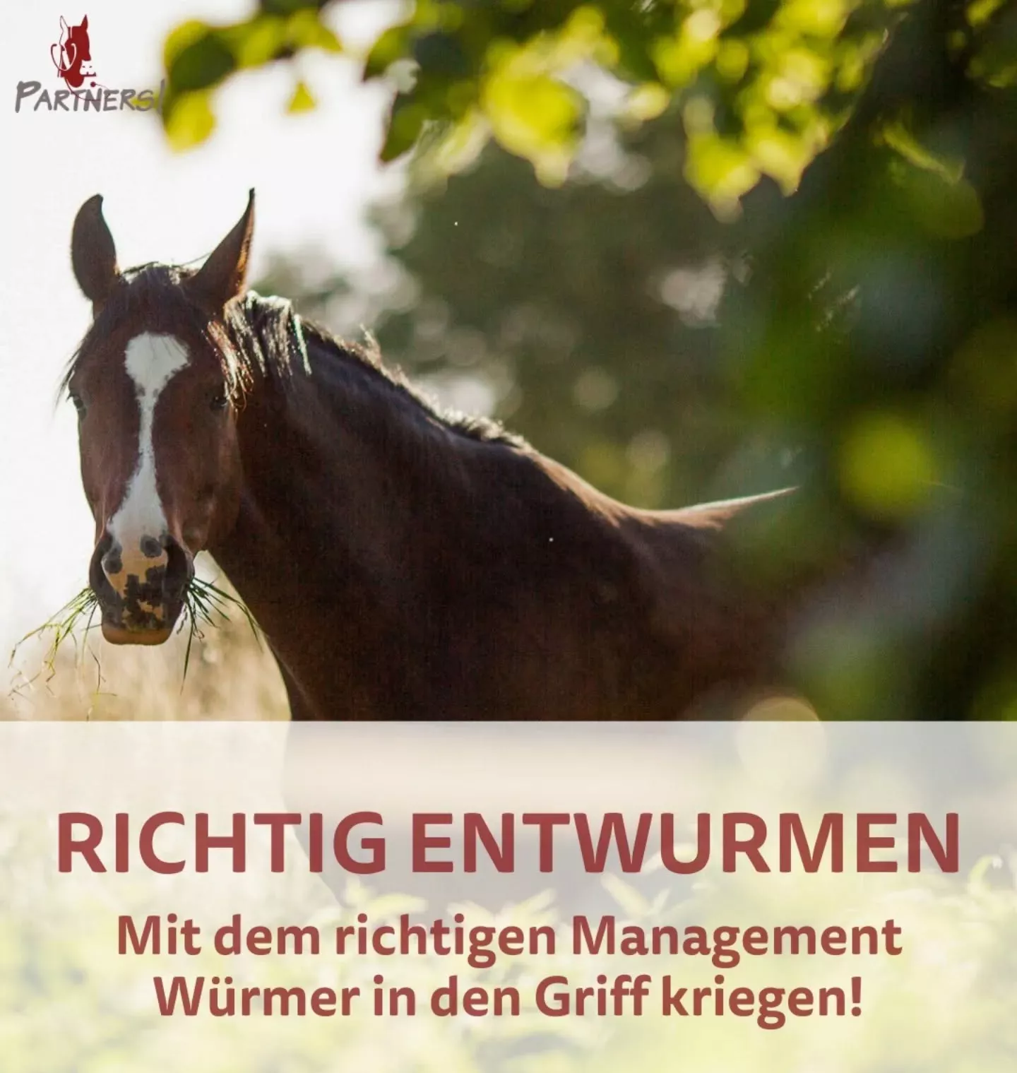 Richtig entwurmen – mit dem richtigen Management Würmer in den Griff bekommen 🐛✔️ Richtig entwurmen – mit dem richtigen Management Würmer in den Griff bekommen 🐛✔️