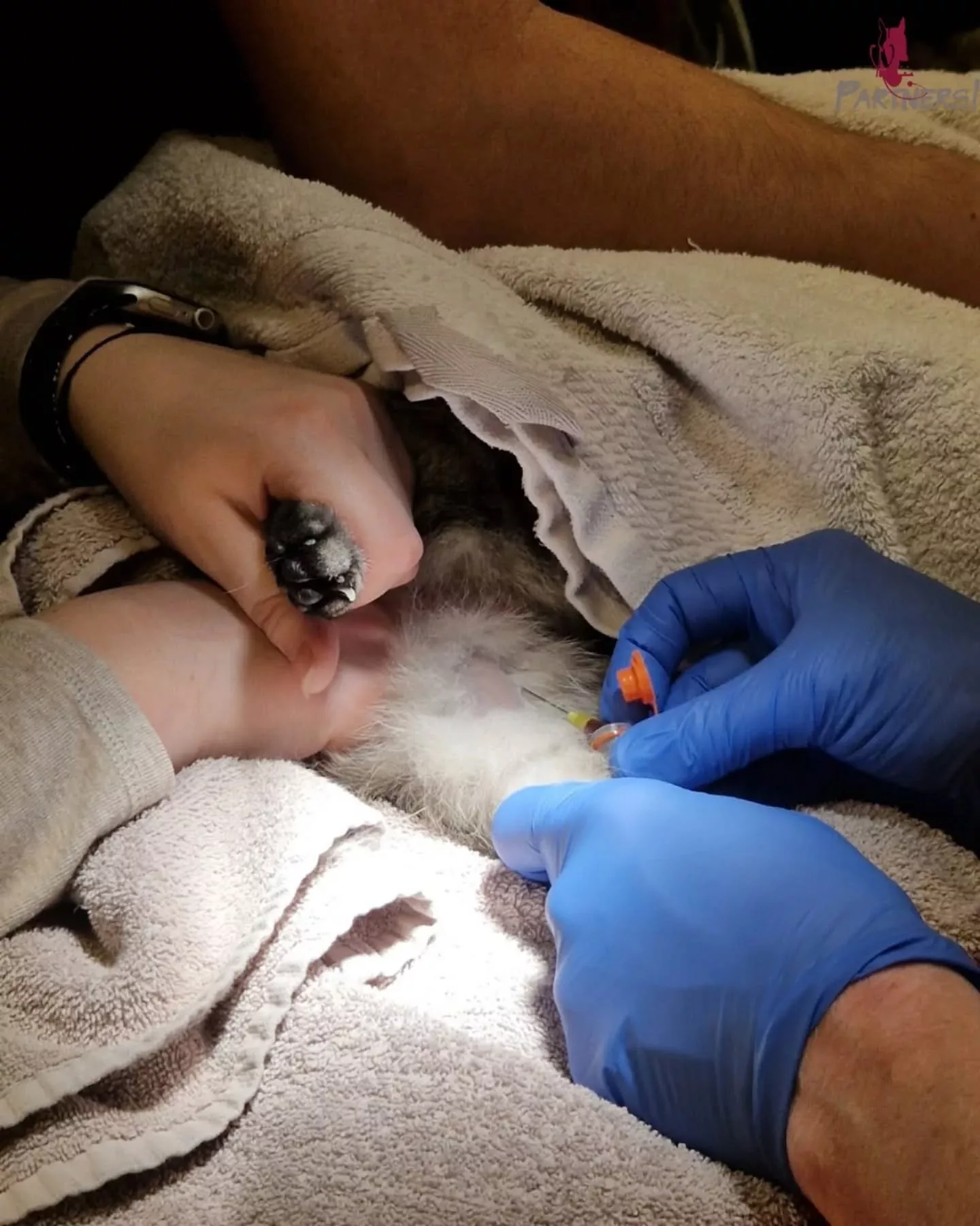 Herzuntersuchung bei Hund & Katze – früh erkennen, besser helfen Herzuntersuchung bei Hund & Katze – früh erkennen, besser helfen