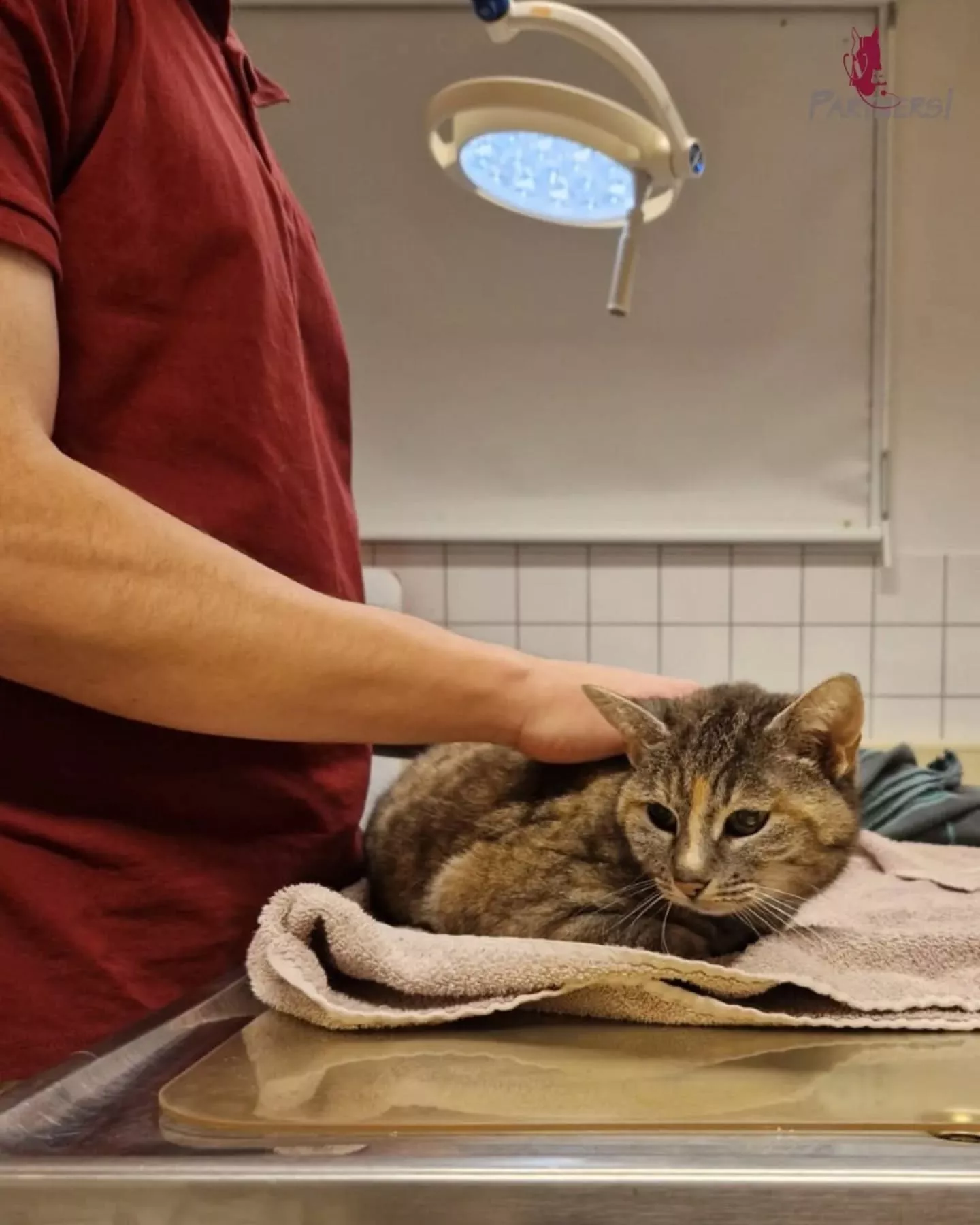 Herzuntersuchung bei Hund & Katze – früh erkennen, besser helfen Herzuntersuchung bei Hund & Katze – früh erkennen, besser helfen