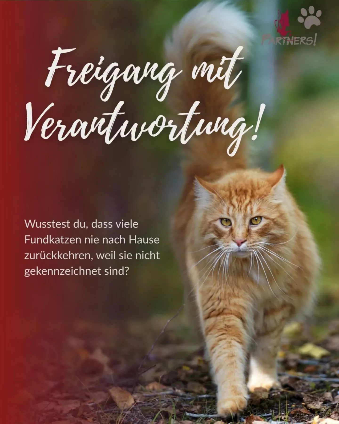 Freigänger-Katze? Aber bitte mit Verantwortung! Freigänger-Katze? Aber bitte mit Verantwortung!