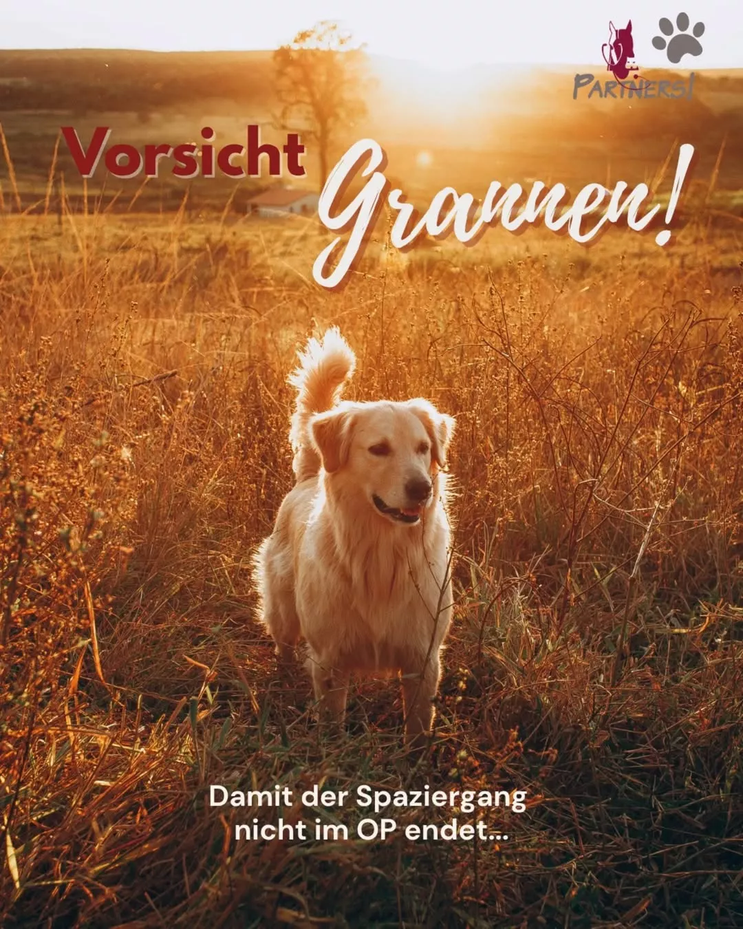 Grannen beim Hund: Gefahr im Sommer erkennen & vorbeugen | Tierklinik Grannen beim Hund: Gefahr im Sommer erkennen & vorbeugen | Tierklinik