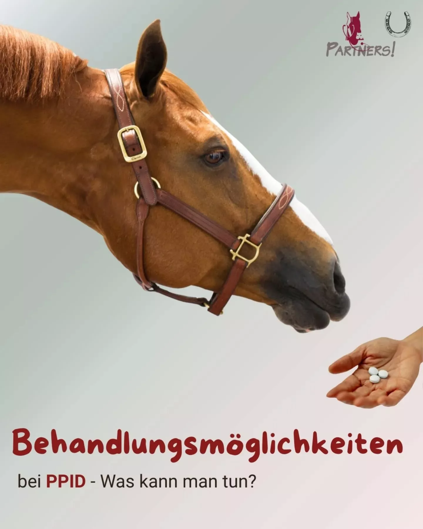 Behandlungsmöglichkeiten bei PPID - Was kann man tun?