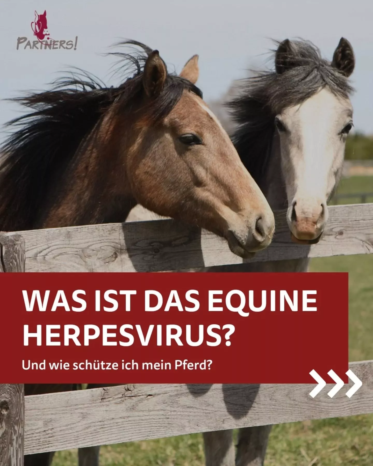 Equine Herpesvirus (EHV) beim Pferd – Schutz & Impfung 2025