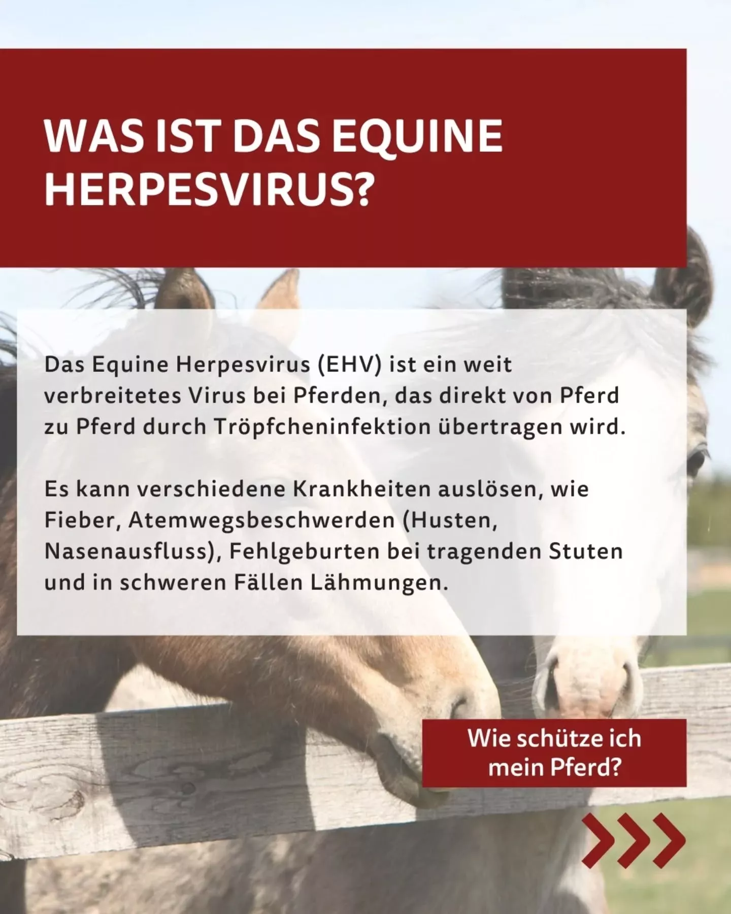 Was ist das Equine Herpesvirus? Was ist das Equine Herpesvirus?