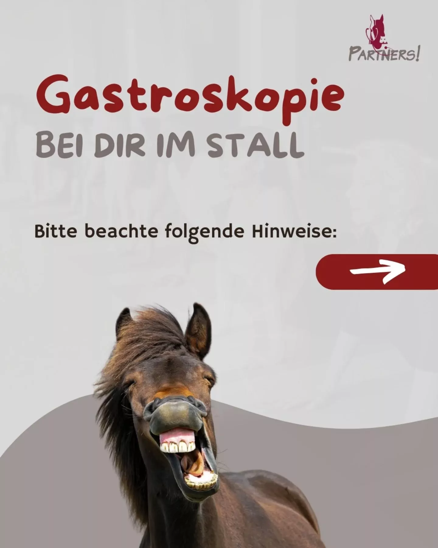 Gastroskopie beim Pferd mobil im Stall | Tierklinik Partners Gastroskopie beim Pferd mobil im Stall | Tierklinik Partners