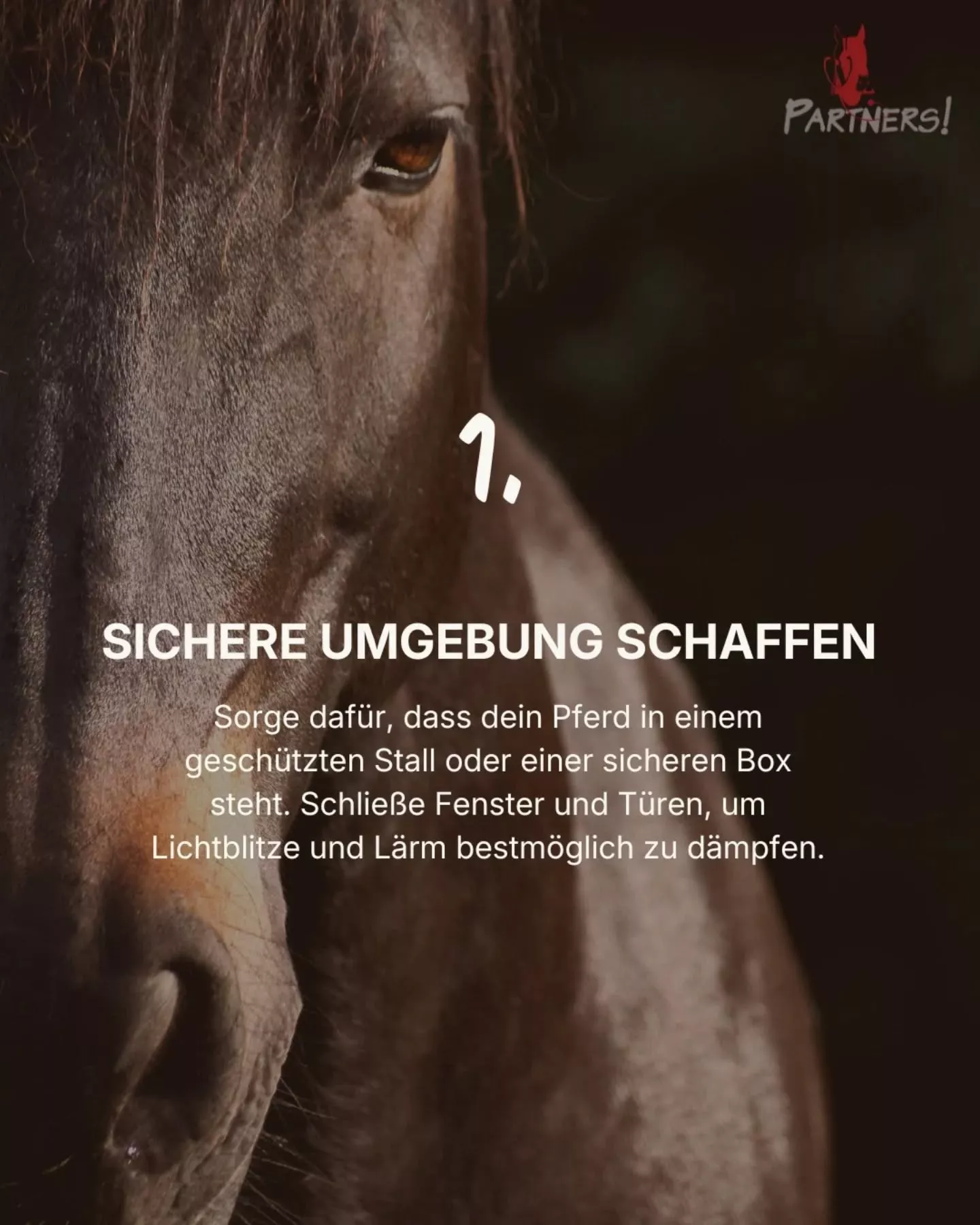 Silvester mit Pferd: 1. Sichere Umgebung schaffen