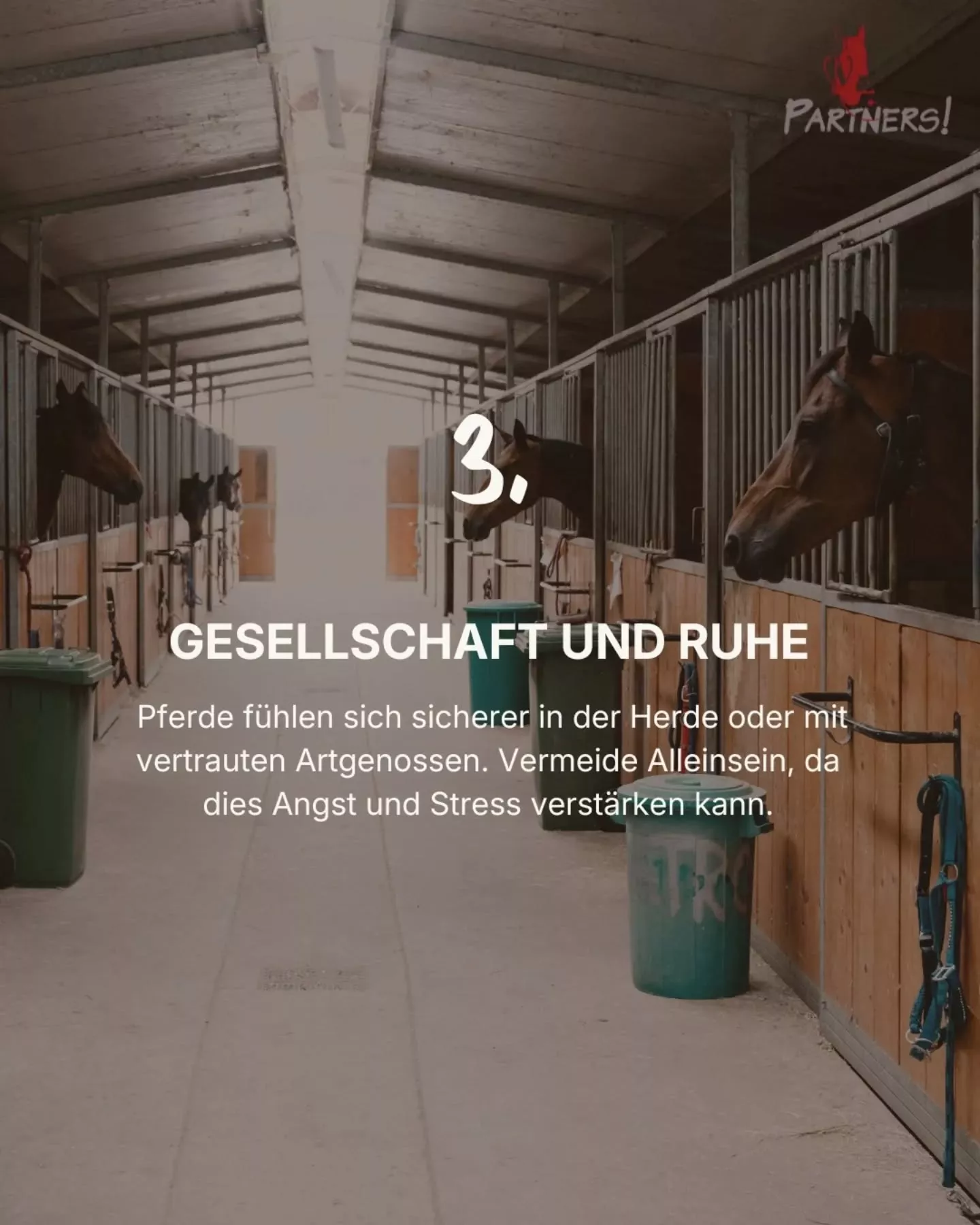 Silvester mit Pferd: 3. Gesellschaft und Ruhe