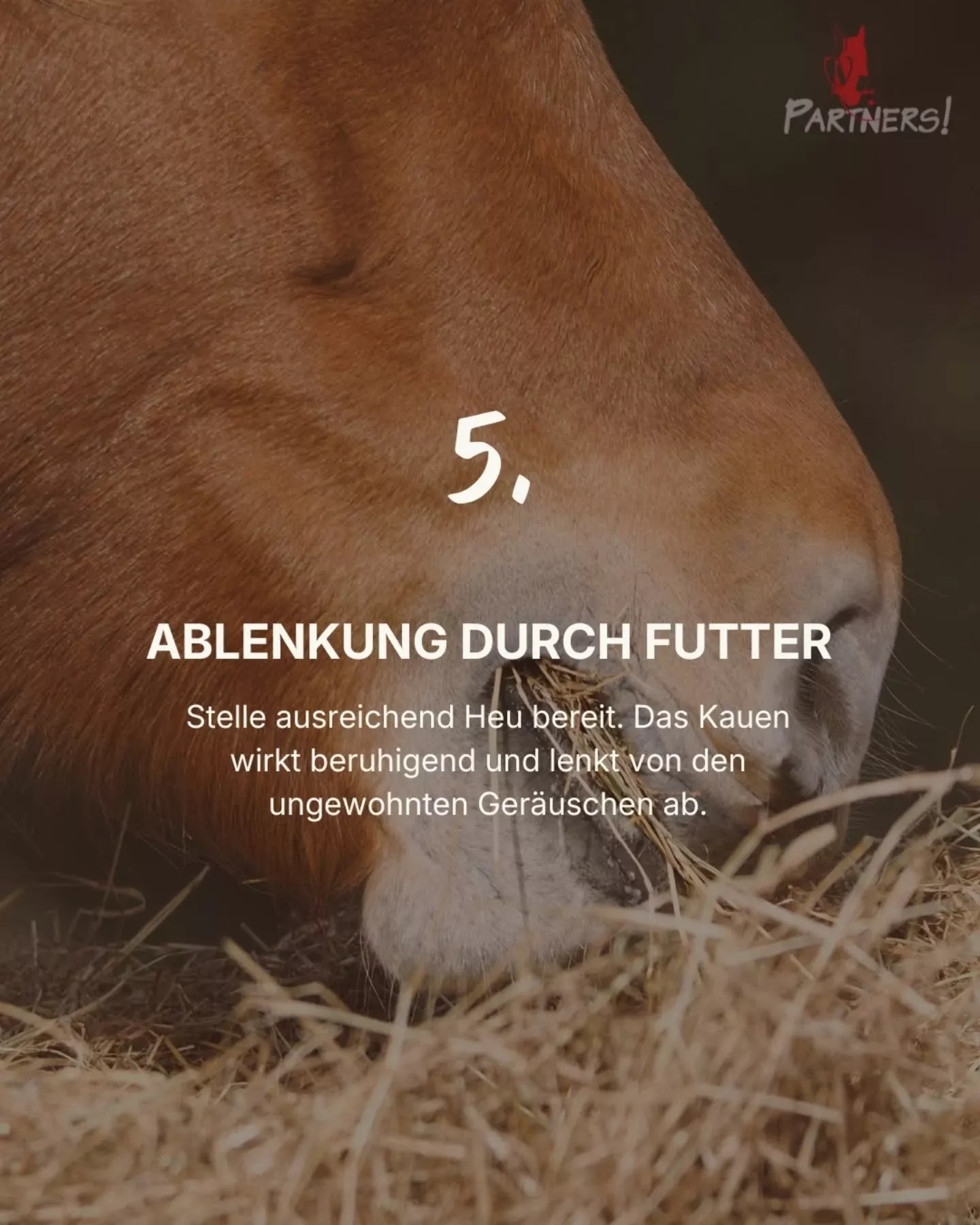 Silvester mit Pferd: 5. Ablenkung durch Futter